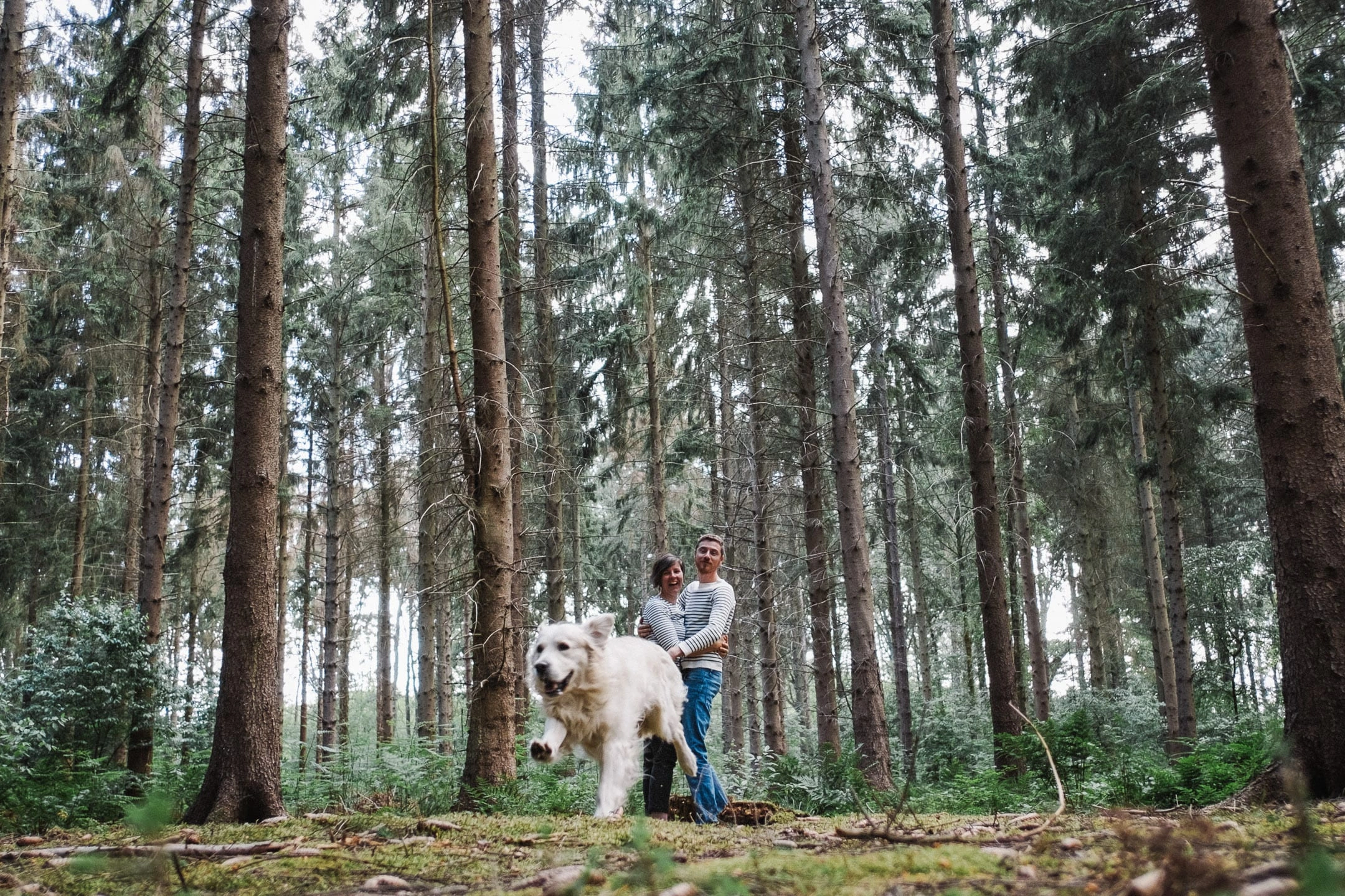 Golden Retriever courant au premier plan dans une vaste clairière, avec un couple au loin.